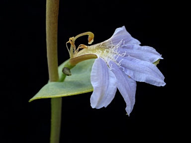 APII jpeg image of Scaevola brookeana  © contact APII