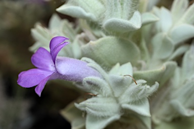 APII jpeg image of Eremophila warnesii  © contact APII