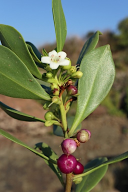 APII jpeg image of Myoporum insulare  © contact APII