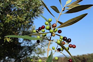 APII jpeg image of Olea europaea subsp. cuspidata  © contact APII