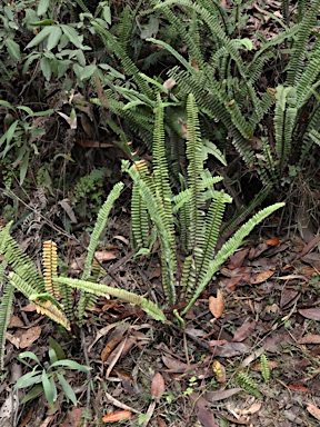 APII jpeg image of Nephrolepis cordifolia  © contact APII