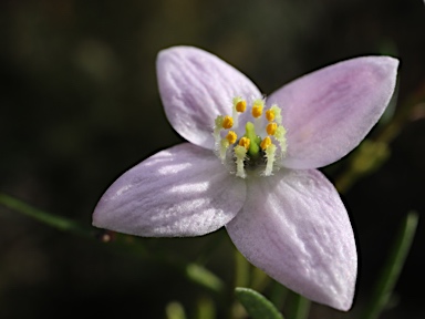 APII jpeg image of Boronia muelleri  © contact APII