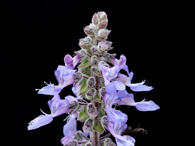 APII jpeg image of Plectranthus torrenticola  © contact APII