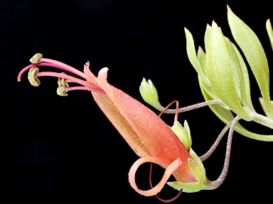 APII jpeg image of Eremophila decipiens subsp. decipiens  © contact APII