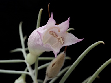 APII jpeg image of Eremophila dalyana  © contact APII