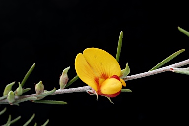 APII jpeg image of Pultenaea cinerascens  © contact APII