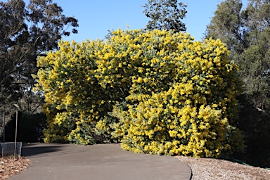 APII jpeg image of Acacia podalyriifolia  © contact APII