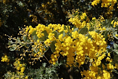 APII jpeg image of Acacia podalyriifolia  © contact APII