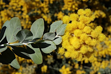 APII jpeg image of Acacia podalyriifolia  © contact APII