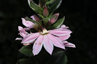 APII jpeg image of Scaevola 'Sitting Pretty'  © contact APII