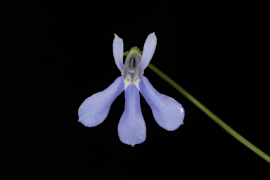 APII jpeg image of Lobelia quadrangularis  © contact APII