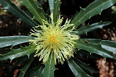 APII jpeg image of Banksia squarrosa subsp. squarrosa  © contact APII