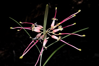 APII jpeg image of Grevillea 'Sid Reynolds'  © contact APII