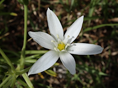 APII jpeg image of Ornithogalum umbellatum  © contact APII