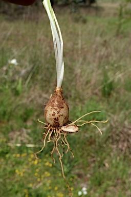 APII jpeg image of Ornithogalum umbellatum  © contact APII