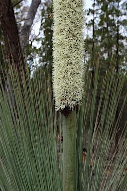 APII jpeg image of Xanthorrhoea glauca subsp. angustifolia  © contact APII