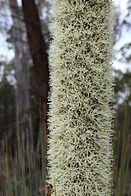 APII jpeg image of Xanthorrhoea glauca subsp. angustifolia  © contact APII