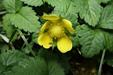 APII jpeg image of Potentilla indica  © contact APII