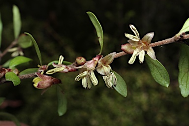 APII jpeg image of Coprosma quadrifida  © contact APII