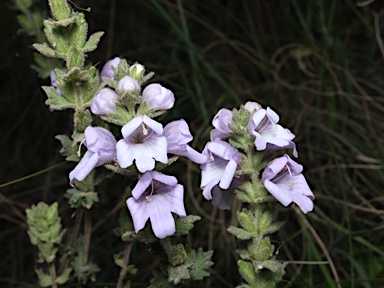 APII jpeg image of Euphrasia collina subsp. speciosa  © contact APII