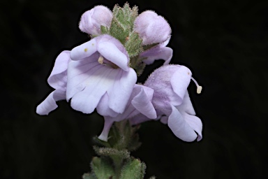 APII jpeg image of Euphrasia collina subsp. speciosa  © contact APII