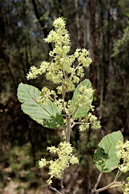 APII jpeg image of Pomaderris aspera  © contact APII