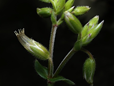 APII jpeg image of Cerastium vulgare  © contact APII