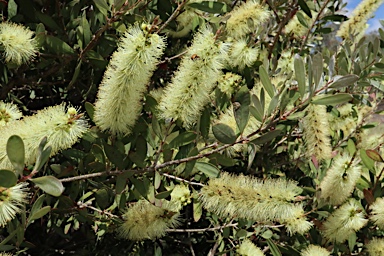 APII jpeg image of Callistemon pallidus  © contact APII