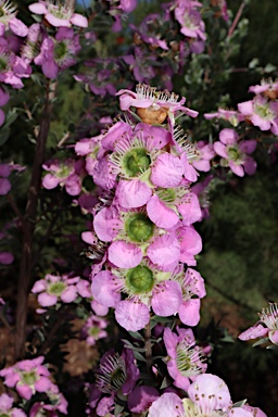 APII jpeg image of Leptospermum 'Seclusion'  © contact APII