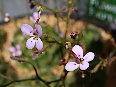 APII jpeg image of Stylidium soboliferum  © contact APII