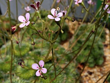 APII jpeg image of Stylidium soboliferum  © contact APII