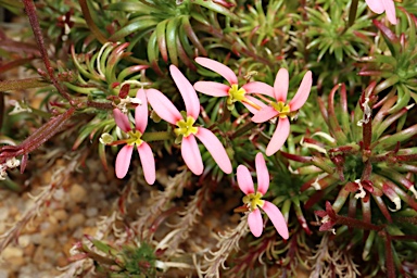 APII jpeg image of Stylidium recurvum  © contact APII