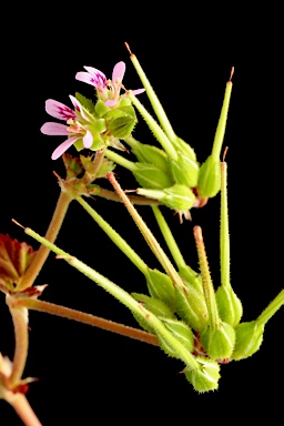 APII jpeg image of Pelargonium inodorum  © contact APII