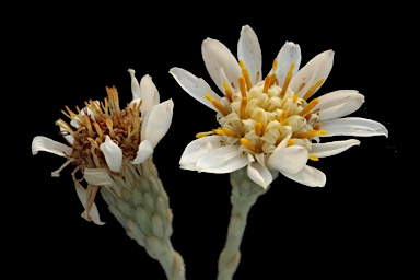 APII jpeg image of Olearia archeri  © contact APII