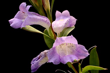 APII jpeg image of Eremophila christophori  © contact APII