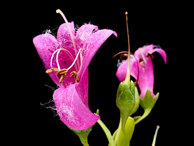 APII jpeg image of Eremophila racemosa  © contact APII