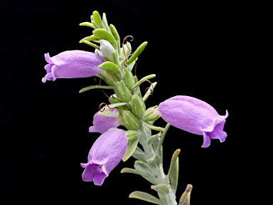 APII jpeg image of Eremophila resinosa  © contact APII