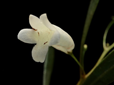 APII jpeg image of Eremophila gibsonii  © contact APII