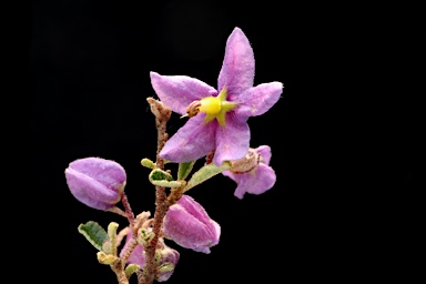 APII jpeg image of Seringia hermanniifolia  © contact APII