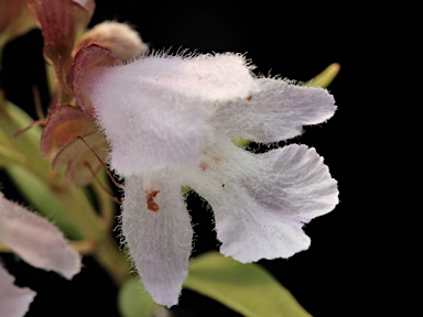 APII jpeg image of Prostanthera williamsii  © contact APII