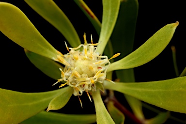 APII jpeg image of Isopogon attenuatus  © contact APII