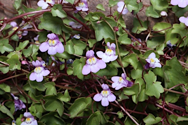 APII jpeg image of Cymbalaria muralis subsp. muralis  © contact APII