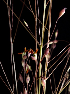 APII jpeg image of Panicum capillare  © contact APII