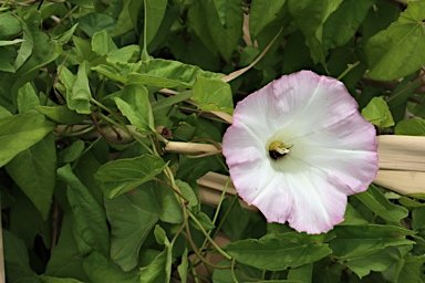 APII jpeg image of Calystegia sepium  © contact APII