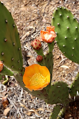 APII jpeg image of Opuntia elata  © contact APII