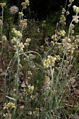 APII jpeg image of Pseudognaphalium luteoalbum  © contact APII