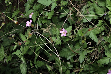 APII jpeg image of Geranium purpureum  © contact APII