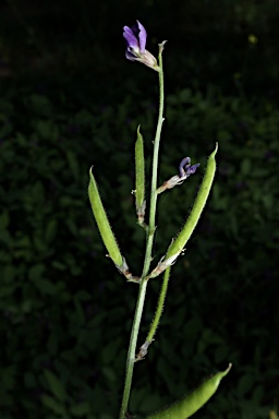 APII jpeg image of Glycine tabacina  © contact APII