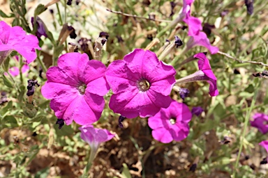 APII jpeg image of Petunia x atkinsiana  © contact APII