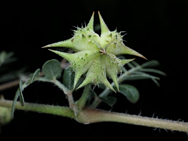 APII jpeg image of Tribulus terrestris  © contact APII